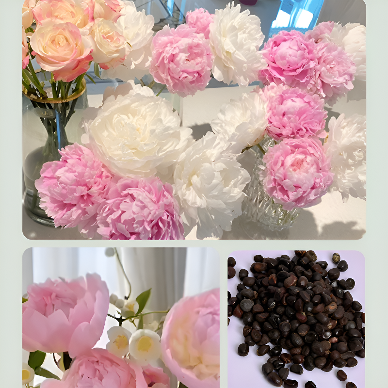 Fresh peony seeds
