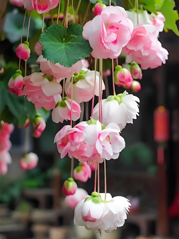 【Vier Jahreszeiten geeignet】Hängende Apfelblüten-Samen