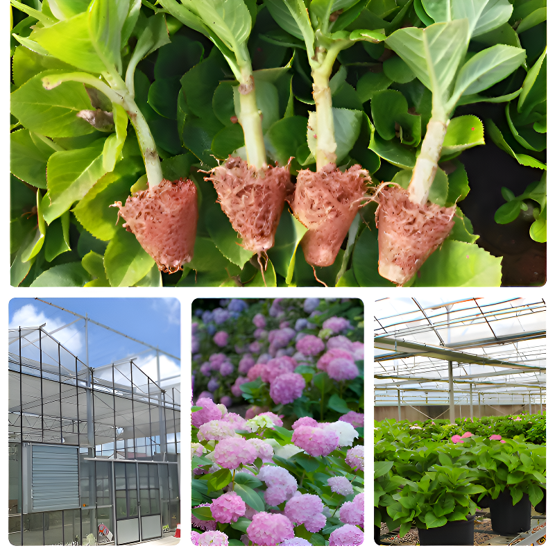 모든 품종의 수국 묘목