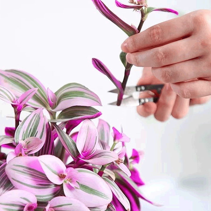 보라색 거미식물 (화분)