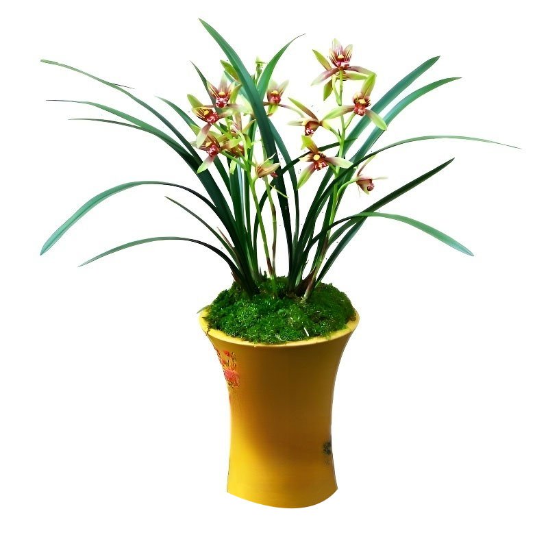 香水文心蘭苔蘚球