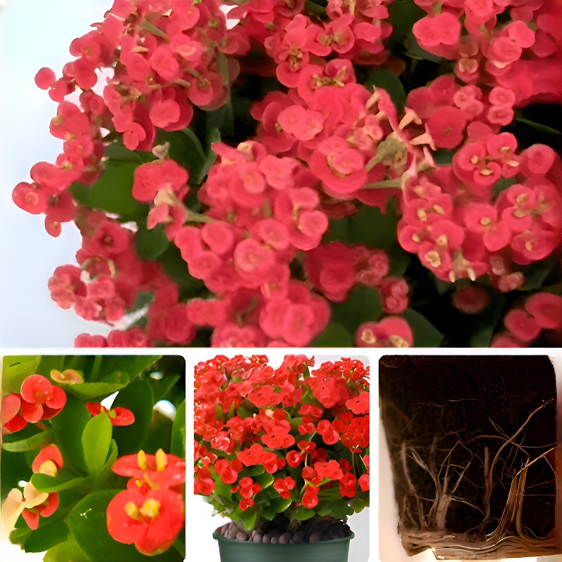 四季開花虎刺梅盆栽