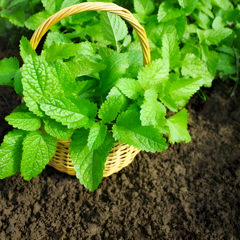 Edible, easy to store, mosquito repellent, and insect repellent mint seeds