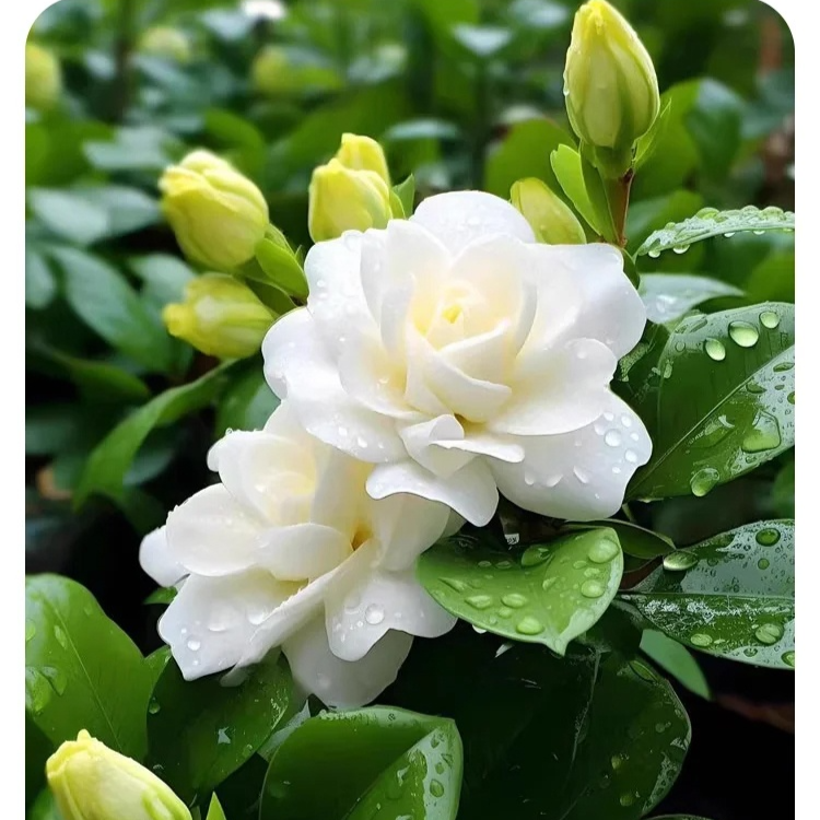  Four Seasons Easy-to-Grow Gardenia Seeds