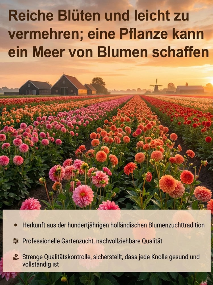 Doppelte Dahlienknollen für ganzjährigen Blütenzauber