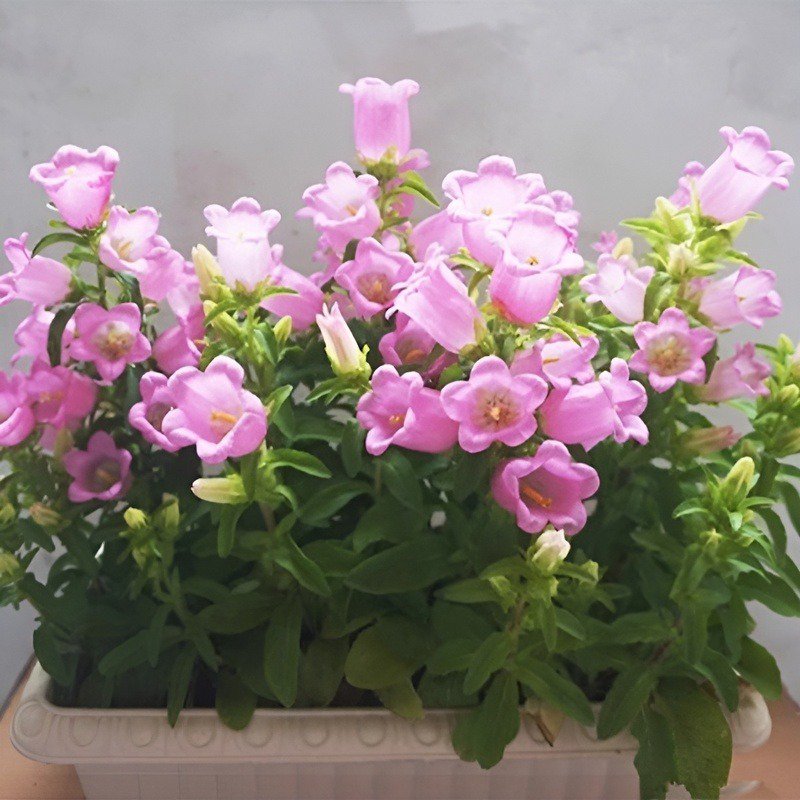 겹꽃 덴마크 벨플라워