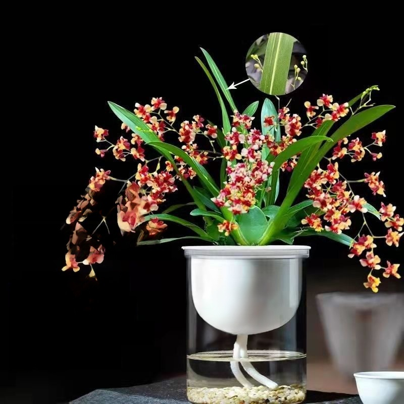 Green plants and fragrant potted flowers