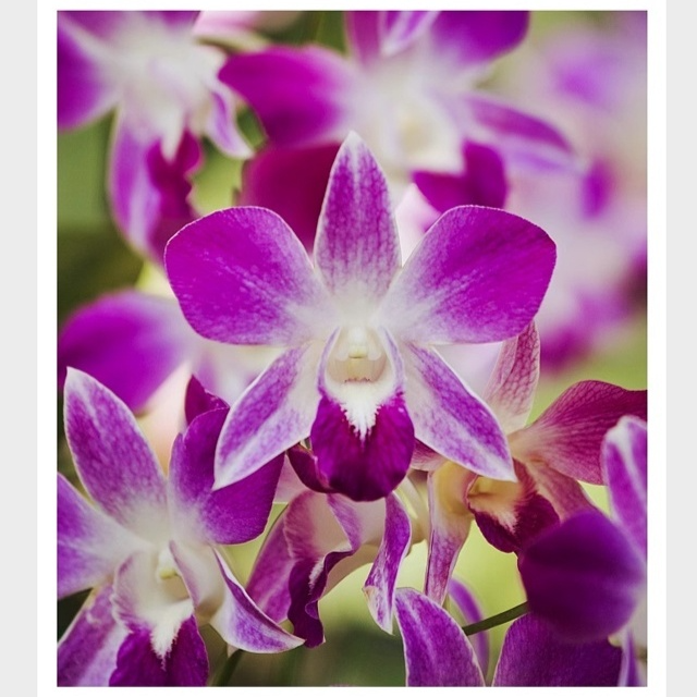 Potted Dendrobium Orchid