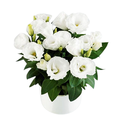 화분에 심은 도라지꽃