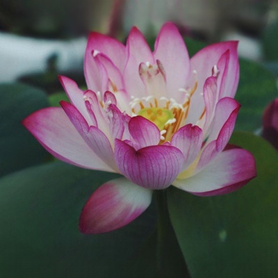 Nenúfar de la buena suerte de las cuatro estaciones