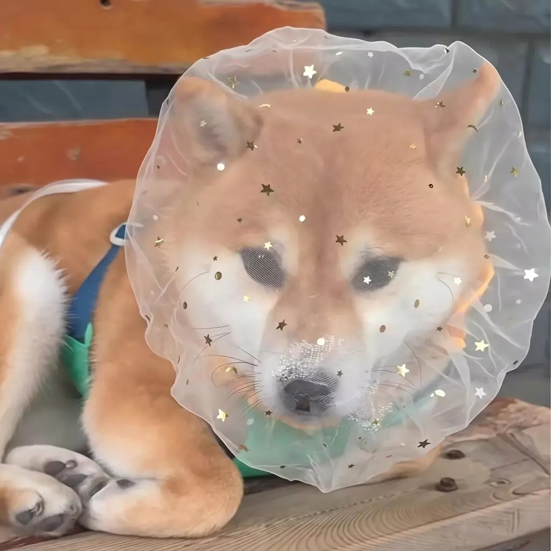 ペット用通気性保護ヘッドギア
