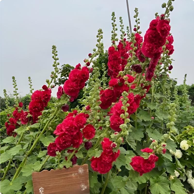 Semillas de Alcea para maceta o balcón