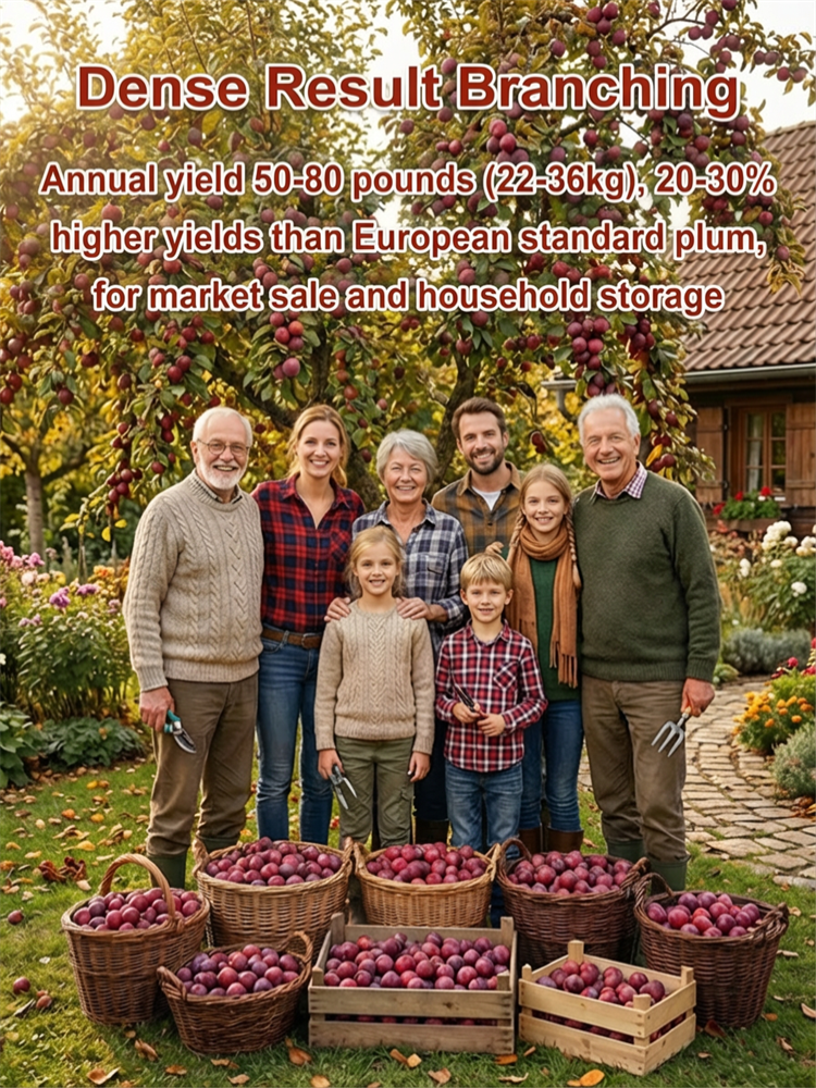 Australian Seedless Candied Red Plum Sapling [Guaranteed Alive or Refund]