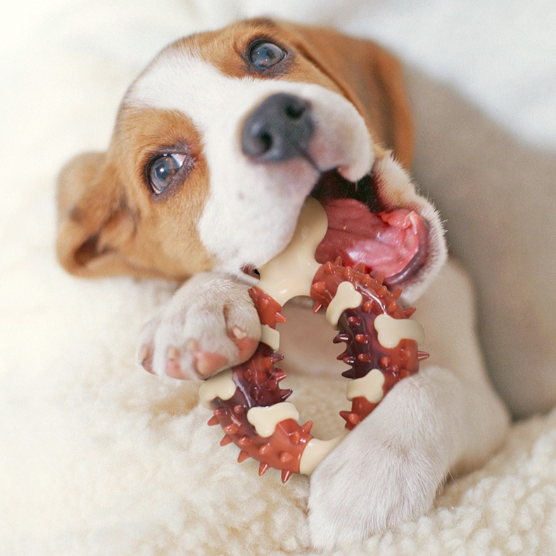 寵物耐咬磨牙骨