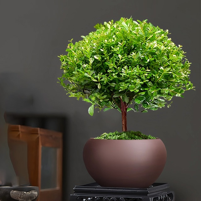 Small-leaved Syzygium Bonsai Plant