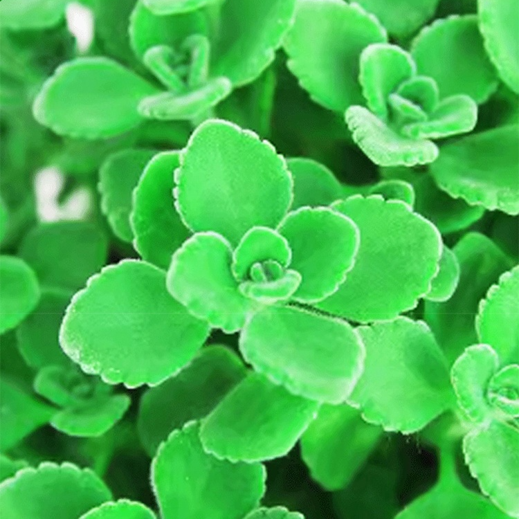 Mosquito-Repelling Potted Mint Plant