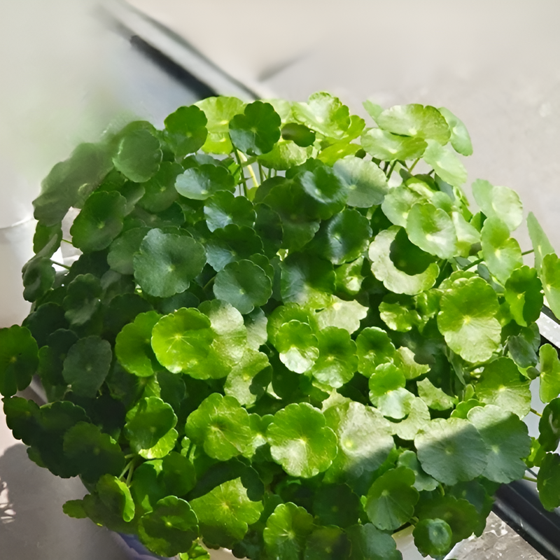 Lucky clover seeds for potted plants