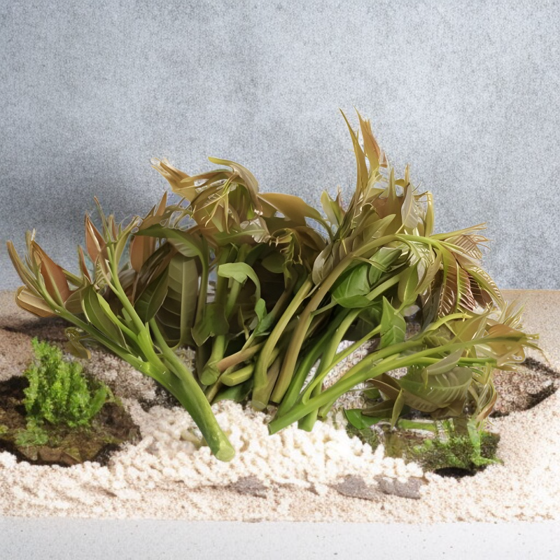 Rote Toona-Samen Hoher Ertrag Gartenbau Blutzuckersenkend