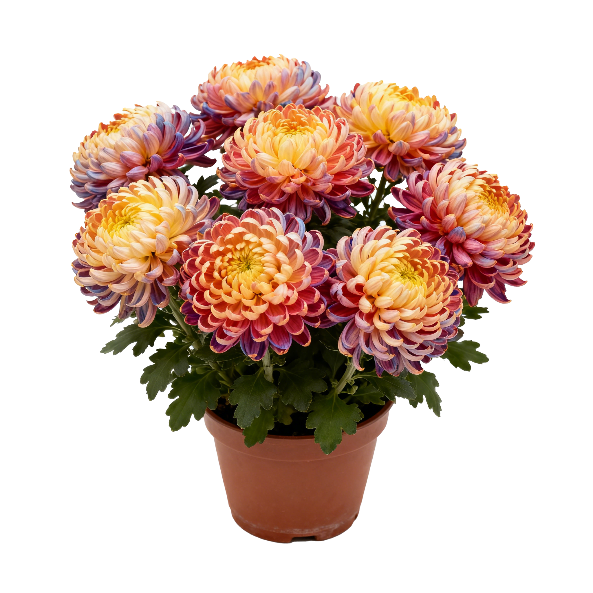 사계절 내내 피는 겹꽃 국화