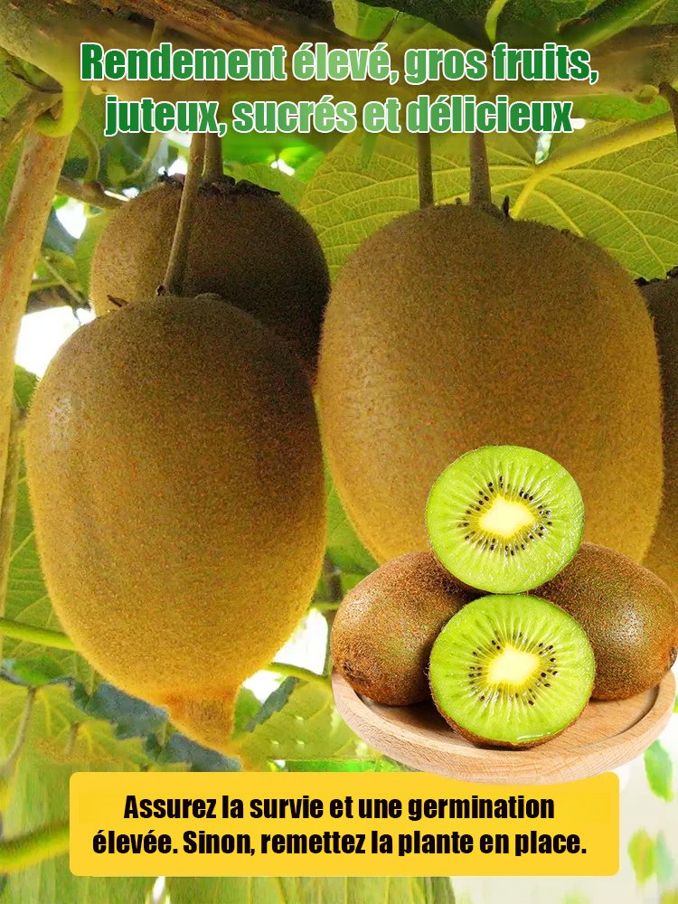 【Augmenter la puissance masculine】Plantules de kiwi biologique de Nouvelle-Zélande