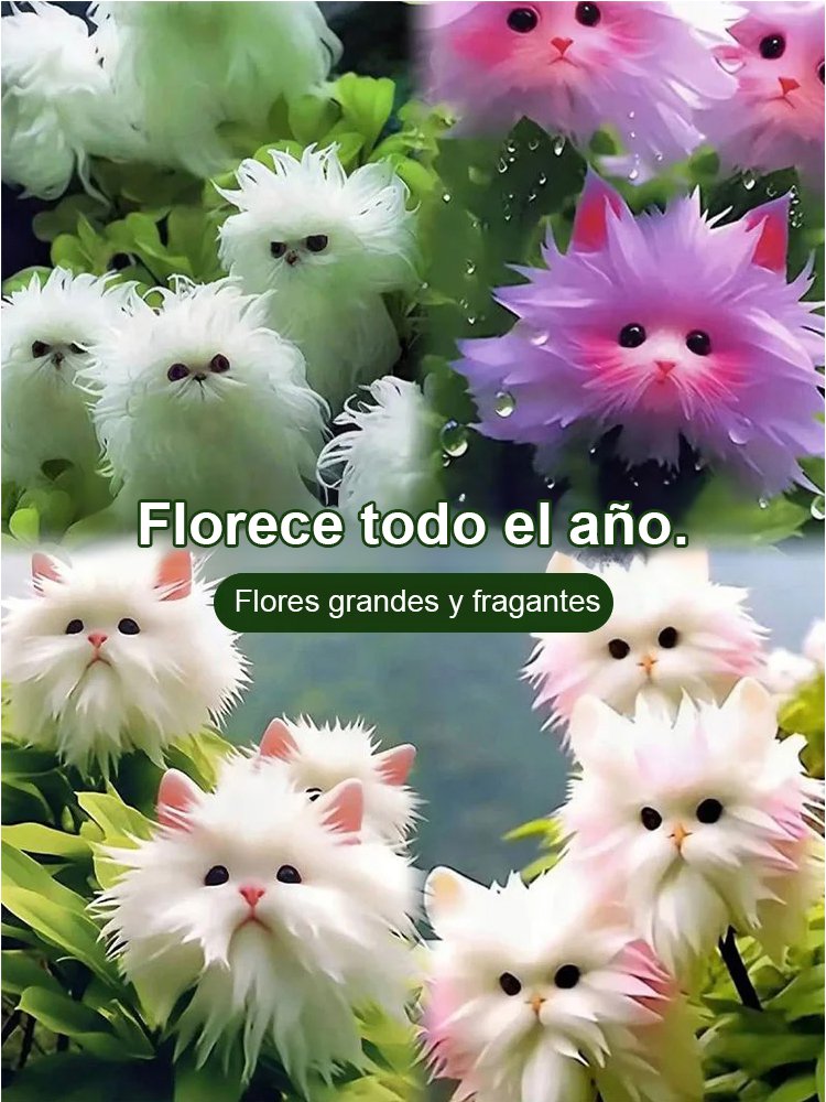 Ojo de Gato Orquídea Misteriosa y Encantadora