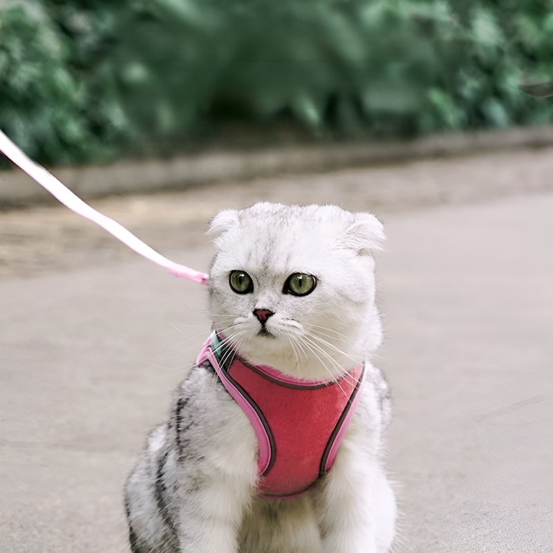 Laisse pour petits et moyens chiens