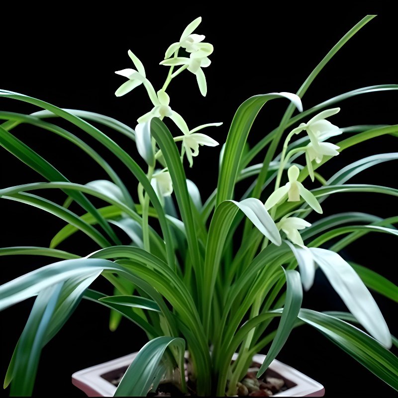 香水文心蘭苔蘚球