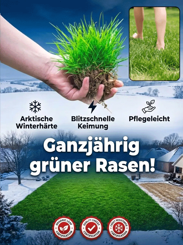 【Keimrate 99%】Vierjahreszeiten-Gras, frostbeständiger Rasensamen