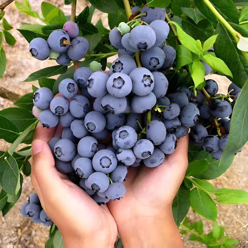 블루베리 화분 묘목