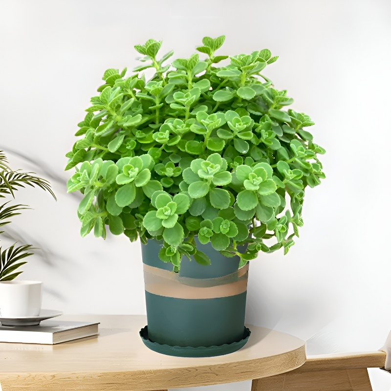 室內淨化碰碰香