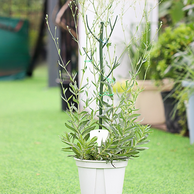 植物の支柱