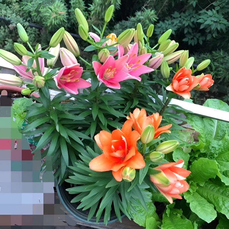 Lirios de interior en maceta