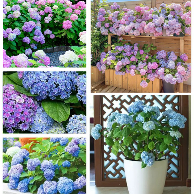 수국 화분 식물