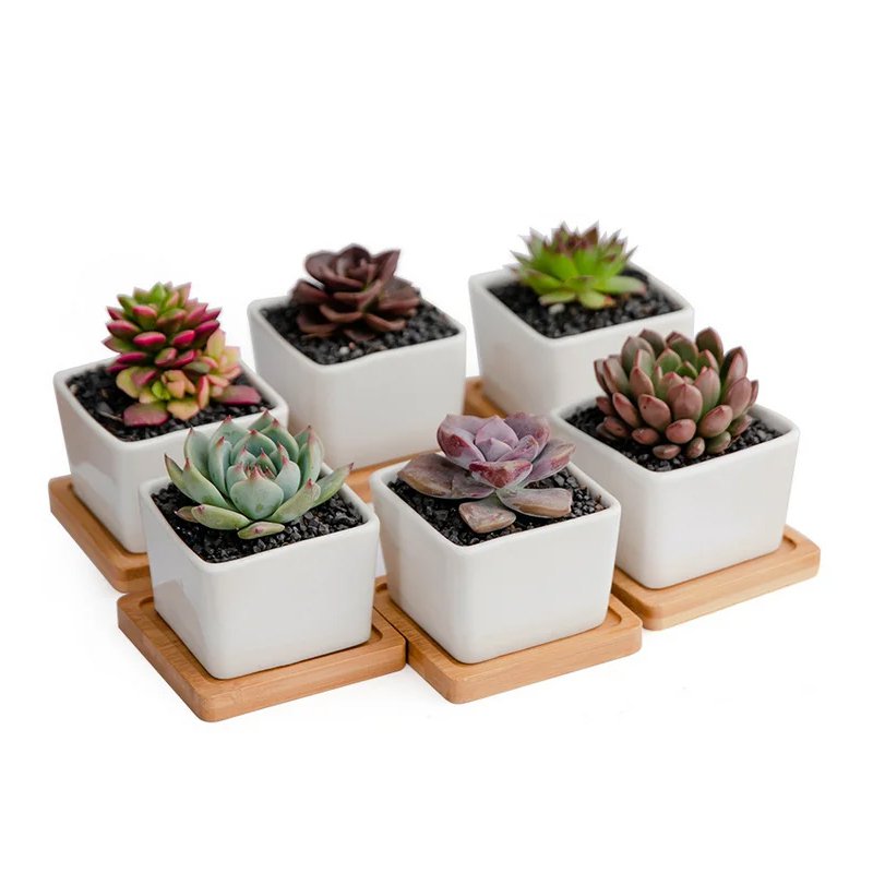 グレーズセラミック多肉植物鉢