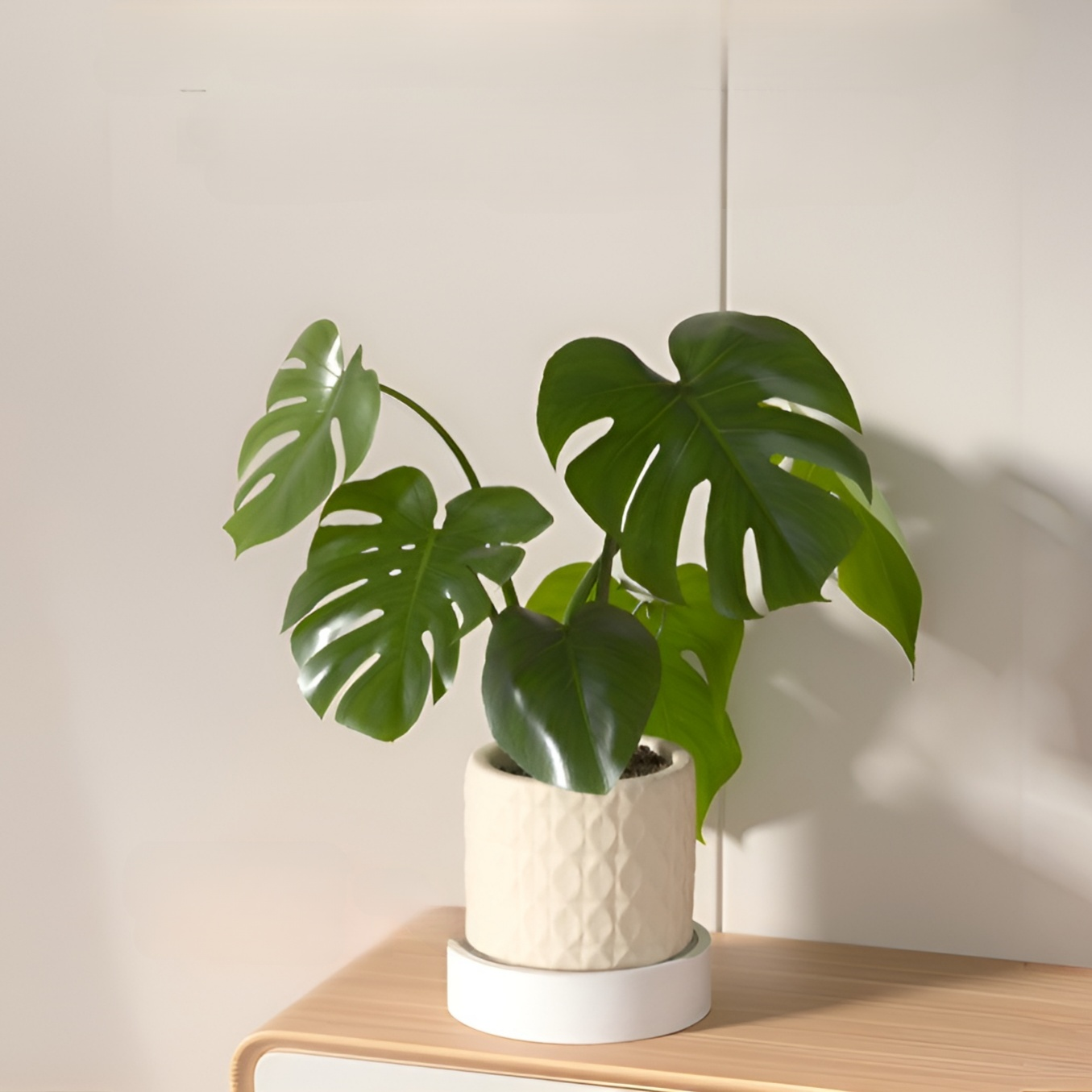 ฐานรองกระถางต้นไม้เคลื่อนที่ได้ พร้อมกล่องเก็บน้ำแบบลิ้นชัก เงียบและไม่รบกวน