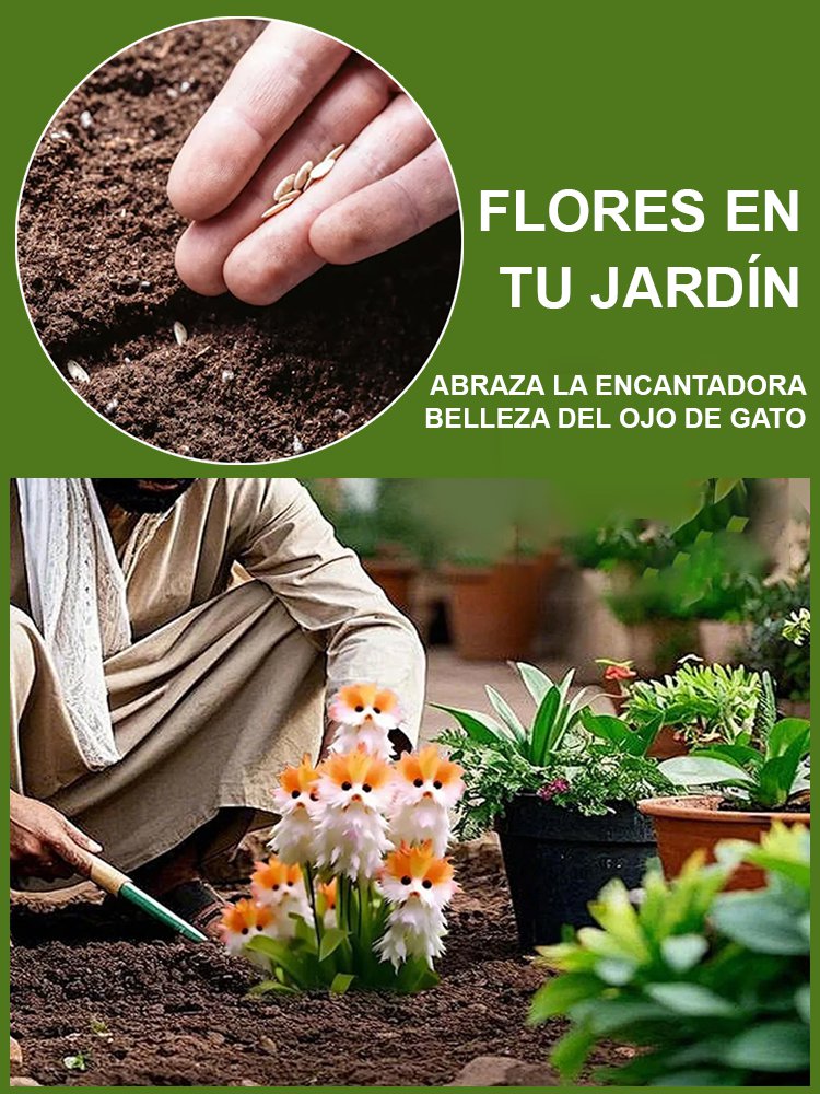 Ojo de Gato Orquídea Misteriosa y Encantadora