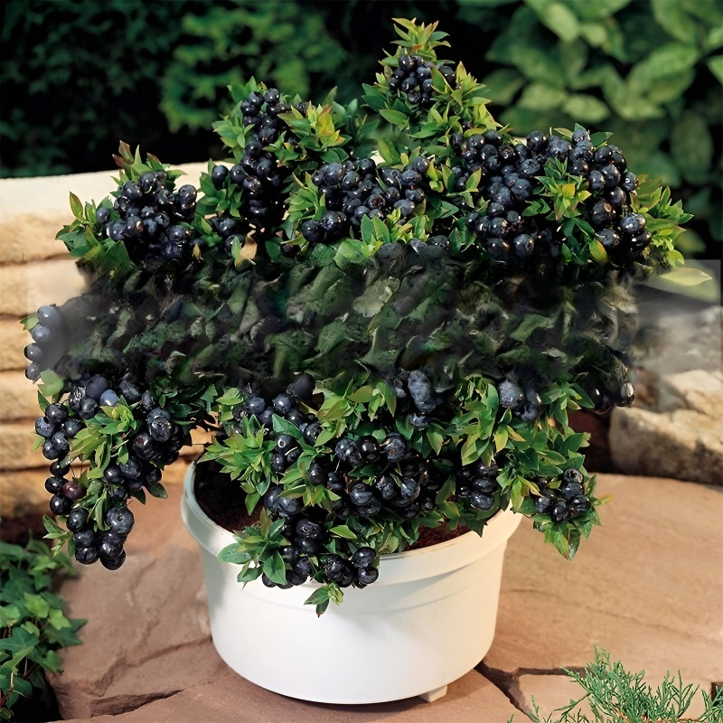 藍美一號苔蘚藍美苗