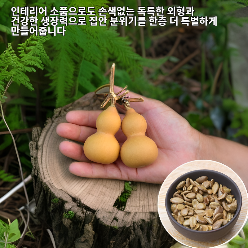 관상 호루씨
