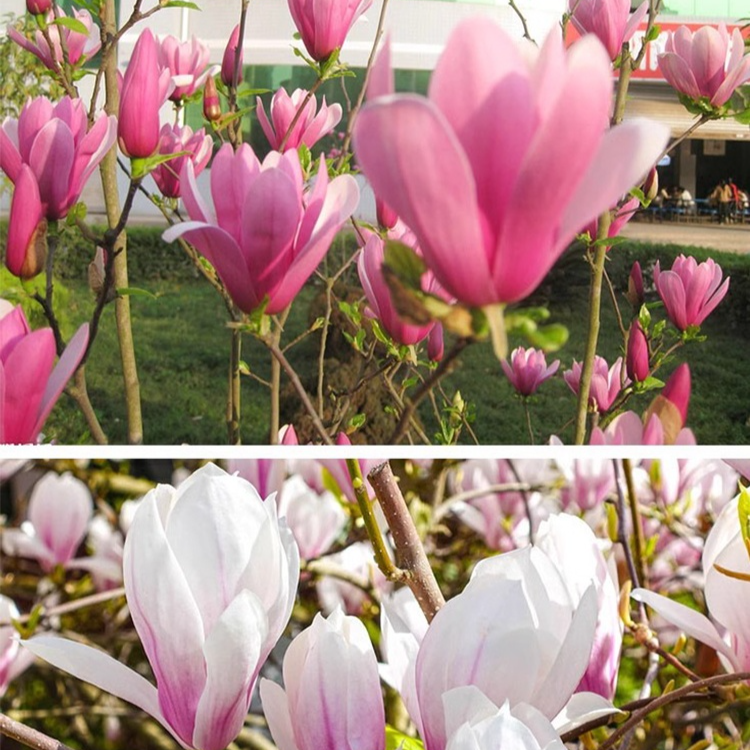 庭院景觀招財玉蘭花樹苗-按訂單量採購