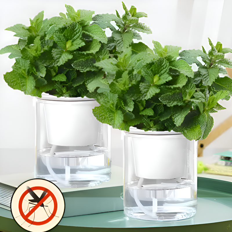 사계절 파종 가능한 모기 퇴치 허브 레몬 민트 씨앗 발코니 화분 재배