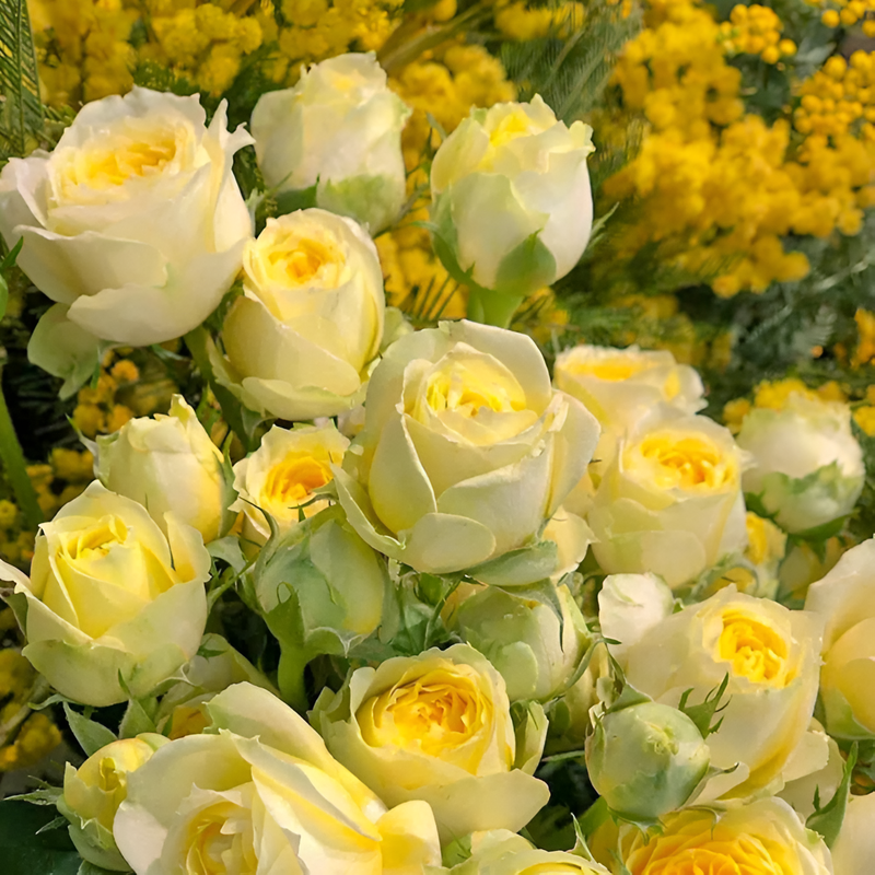 ベランダ用鉢植えバラ