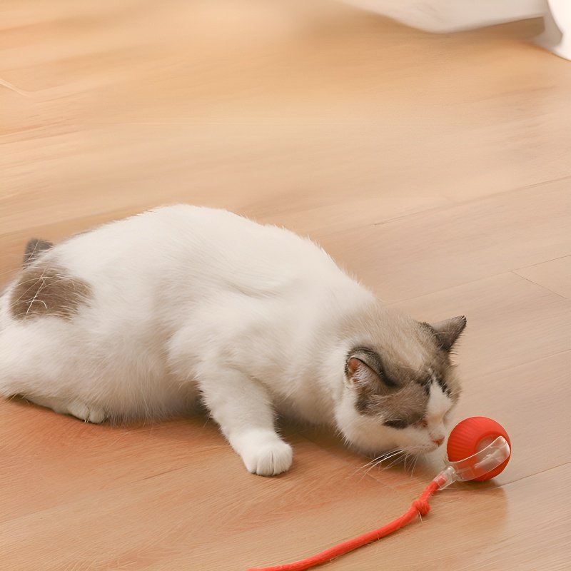 Pour passer le temps, promenez le chat, jouez avec le chien et jouez à la balle.