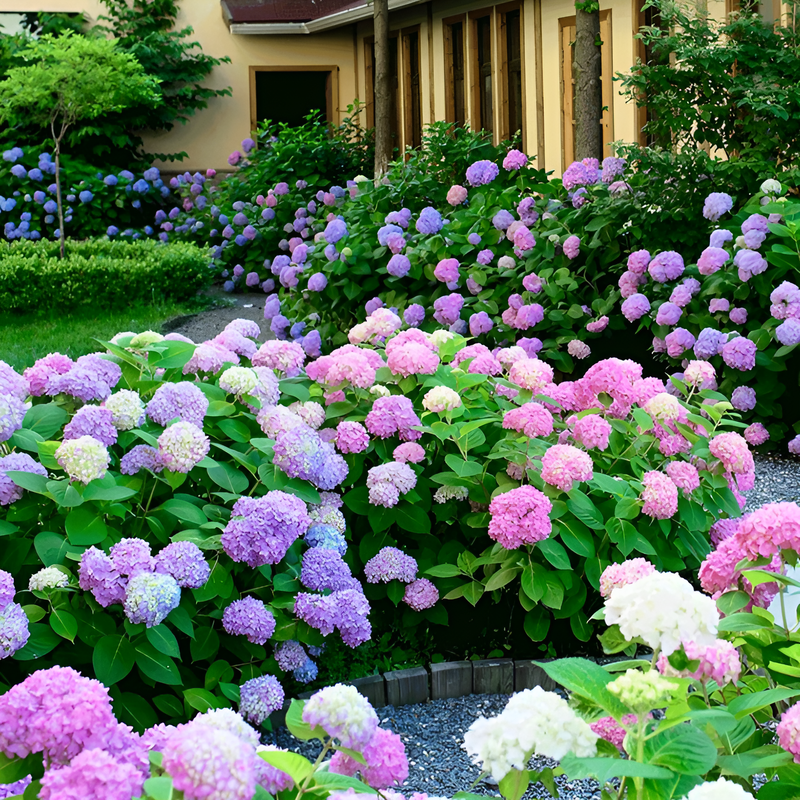 【無尽花】全品種アジサイ苗