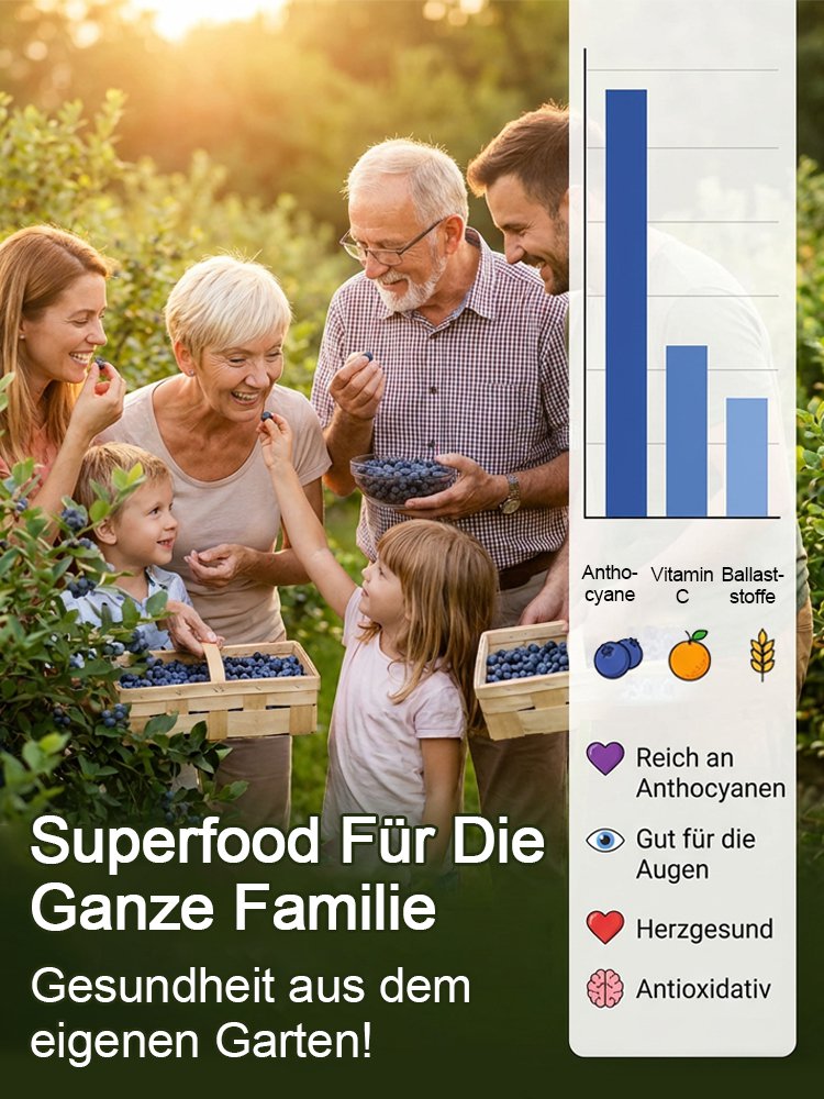 Bio-Blaubeerpflanze mit großen Früchten und hoher Ernte (Rückgabegarantie)