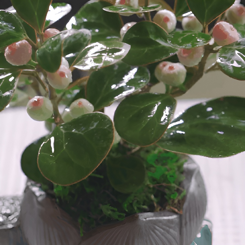 심신을 다스리는 보리향