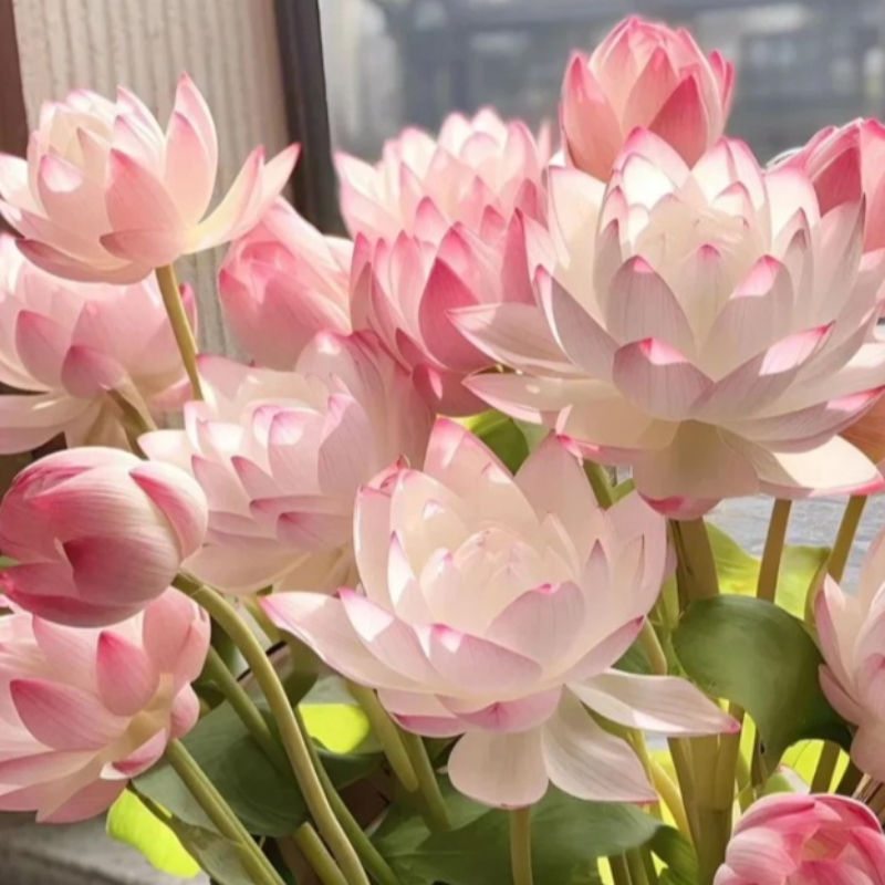 Water lily in a pot