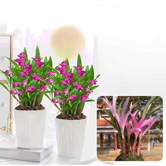 Potted Dendrobium Orchid