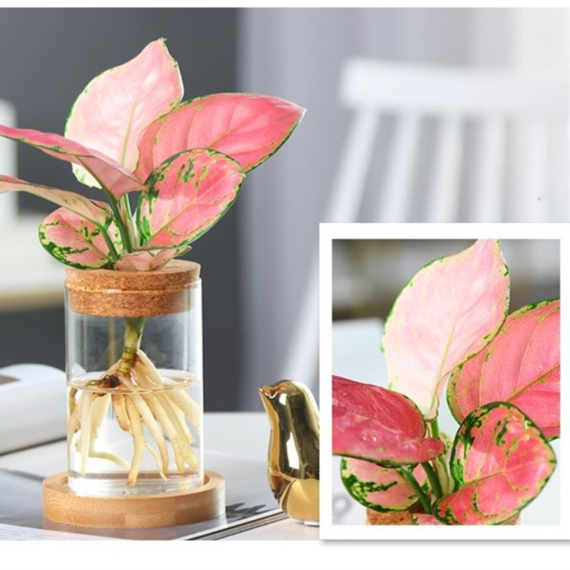 マイクロランドスケープ・エコボトル