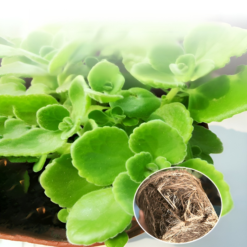 실내 공기 정화 향기