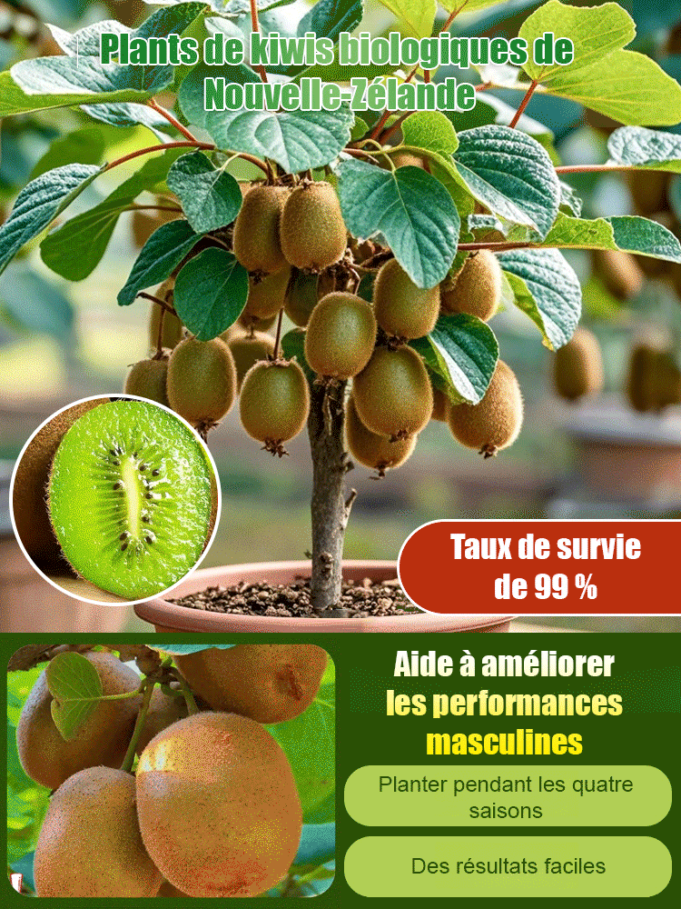 【Augmenter la puissance masculine】Plantules de kiwi biologique de Nouvelle-Zélande